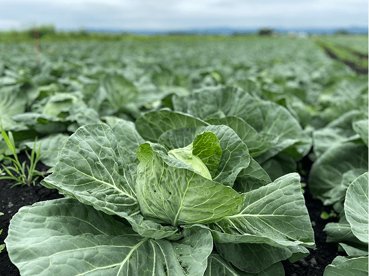 キャベツ畑の写真
