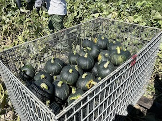 かごに入ったカボチャの写真