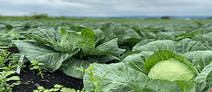 キャベツ畑の写真その２