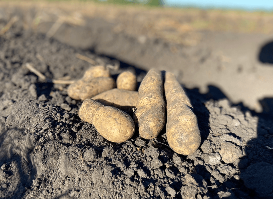 じゃがいもの写真